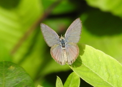 Luthrodes pandava