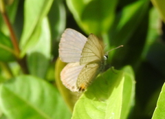 Luthrodes pandava