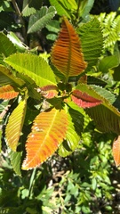 Caldcluvia paniculata