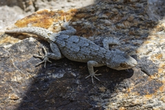 Mediodactylus orientalis