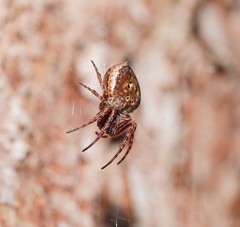 Araneus rotundulus