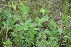 Potentilla humifusa