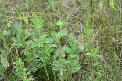 Potentilla humifusa