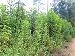 Calomeria amaranthoides