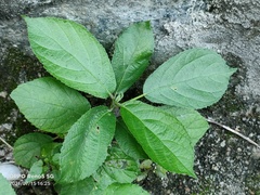 Callicarpa formosana