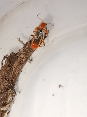 Cantharis cryptica