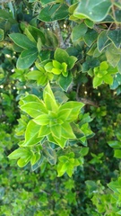 Archidasyphyllum diacanthoides