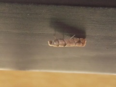 Blastesthia tessulatana