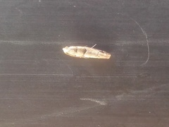 Blastesthia tessulatana