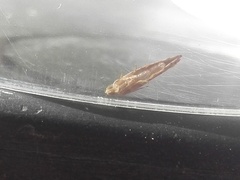 Blastesthia tessulatana