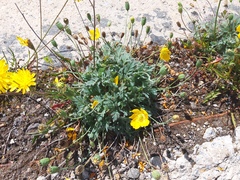 Papaver microcarpum