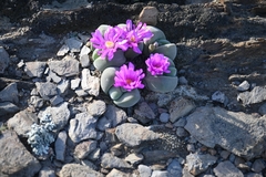 Gibbaeum dispar