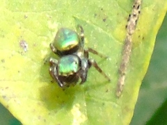 Sassacus papenhoei