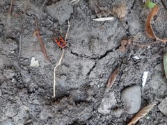 Pyrrhocoris apterus