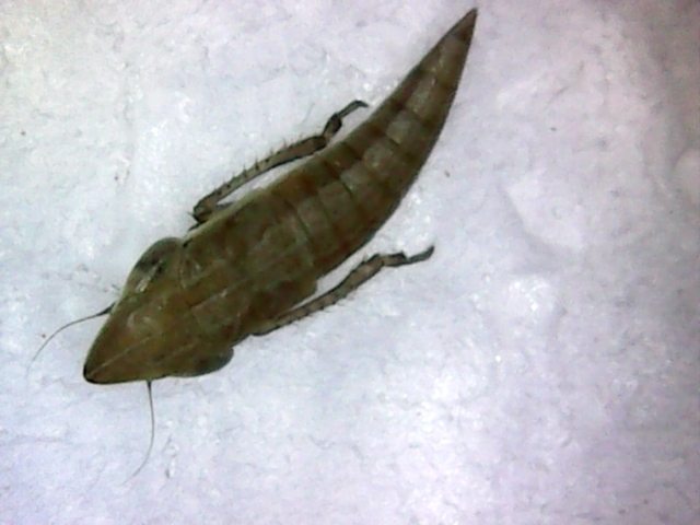 Drakensbergenina