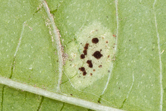 Puccinia komarovii