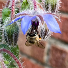 Anthophora quadrimaculata