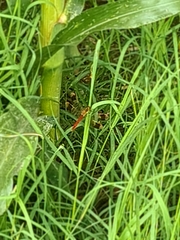 Sympetrum pedemontanum