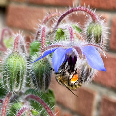 Anthophora quadrimaculata