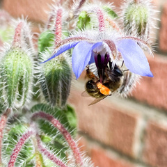 Anthophora quadrimaculata