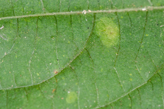 Puccinia komarovii