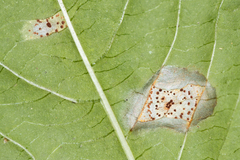 Puccinia komarovii