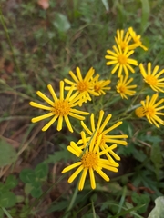 Asteroideae