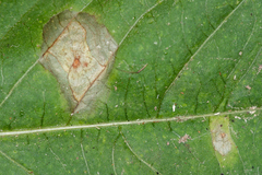 Puccinia komarovii