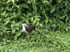 Amaurornis phoenicurus