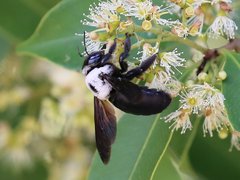 Xylocopa phalothorax