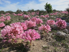 Brunsvigia bosmaniae