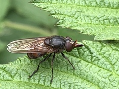 Rhingia