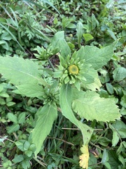 Carpesium macrocephalum