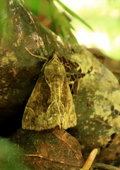 Hypena crassalis