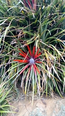 Fascicularia bicolor