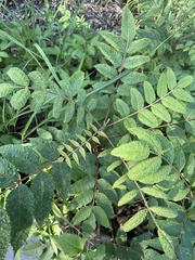 Rhus chinensis