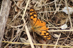 Heteronympha penelope