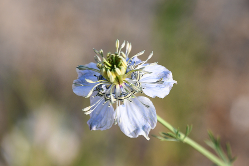 Subespecies Nigella arvensis arvensis · NaturaLista Mexico