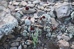 Crassula tecta