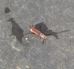 Amorphocephala coronata