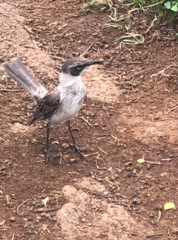 Mimus parvulus parvulus