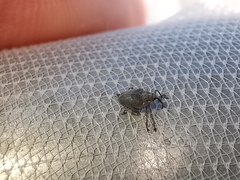 Ceutorhynchus obstrictus