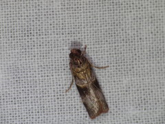 Calguia defiguralis