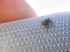 Ceutorhynchus obstrictus