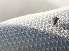 Ceutorhynchus obstrictus