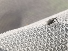 Ceutorhynchus obstrictus