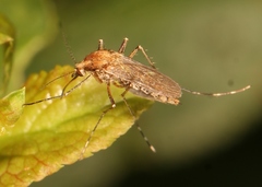 Aedes caspius