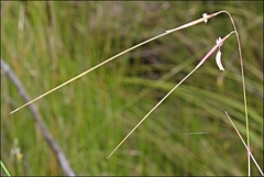 Austrostipa muelleri