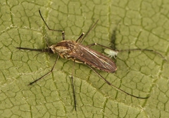 Aedes sticticus