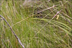 Austrostipa muelleri